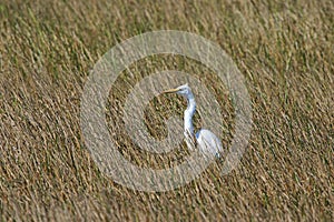 Great Egret in the Sawgrass photo