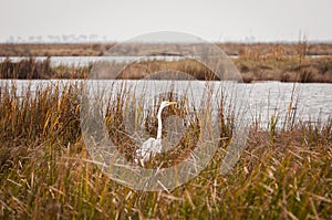 Great Egret Scans the Marsh photo