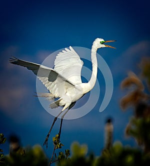 Great egret screams as it lands near its nest