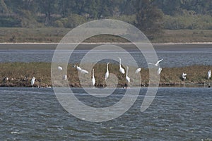 Great egret at the seaside meeting