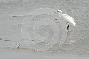 Great Egret in shallow water