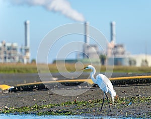 Great egret on shore of Alamitos Bay with smokestacks in background.