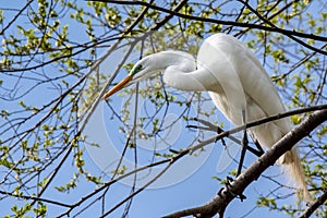 A great egret side view while it is perched in a tree