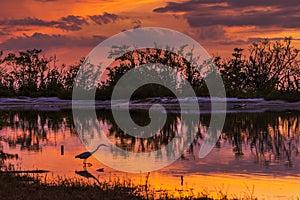 Great Egret silhouetted in a lagoon at sunset - Est