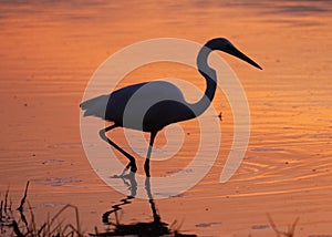 Great Egret silhouetted in a lagoon at sunset - Estero Island, F