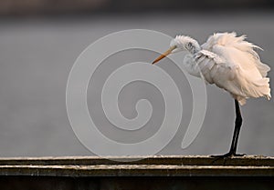 A  Great Egret Sitting on a Birdrest