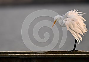 A  Great Egret Sitting on a Birdrest