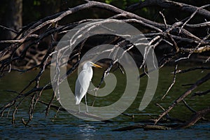 Great egret sitting on a dead tree on a lake