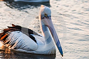 Great egret sitting on the surface of the water in the sea