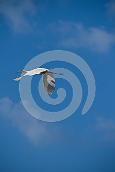 Great Egret in sky