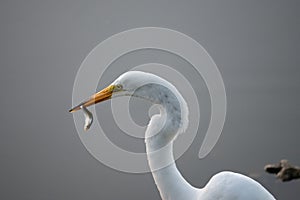 Great Egret with small fish held in its bill