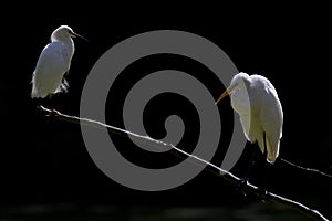 A great egret and a snowy egret perched and preening on a branch in a park in front of a dark backgro