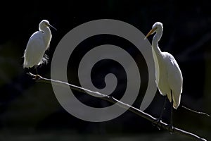 A great egret and a snowy egret perched and preening on a branch in a park in front of a dark backgro