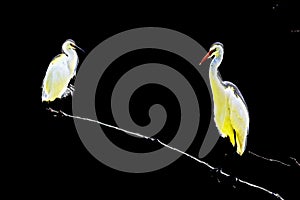 A great egret and a snowy egret perched and preening on a branch in a park in front of a dark backgro