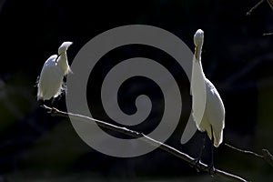 A great egret and a snowy egret perched and preening on a branch in a park in front of a dark backgro