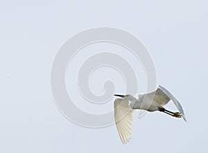 Great Egret soars above the grass covered wetlands below