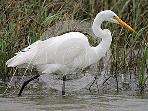 Great Egret in South Texas