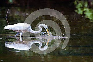 Great Egret splash fishing, Walton County Georgia