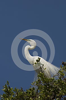 Great egret with splendid breeding plumage in a Florida tree
