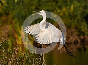 Great egret squawking and landing