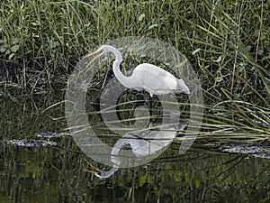 Great Egret Squawking and Reflecting