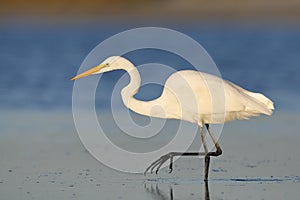 Great Egret stalking a fish in a shallow lagoon - Pinellas Count