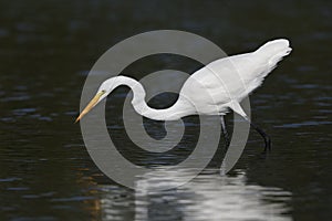 Great Egret stalking a fish in a shallow lagoon - Pinellas Count photo