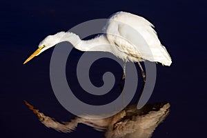 Great Egret stalking his prey hoping to catch a fish for a morning meal