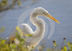 Great Egret stalking its prey - Jekyll Island, Georgia