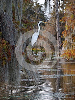 Great egret standing on a cypress tree in Lake Martin