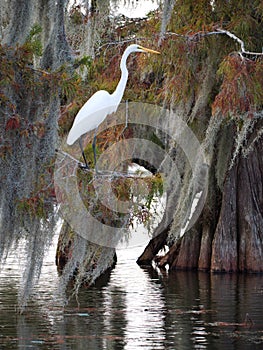 Great egret standing on a cypress tree in Lake Martin photo