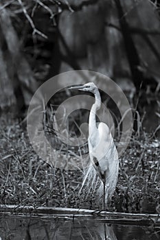 Great egret standing on one leg in black and white