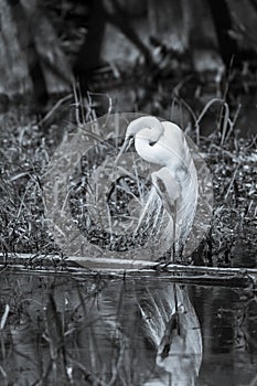 Great egret standing on one leg - black and white