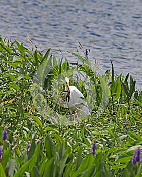 Great Egret standing in Pickerelweed holding frog