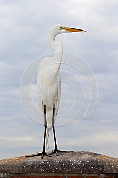 Great Egret Standing Proudly