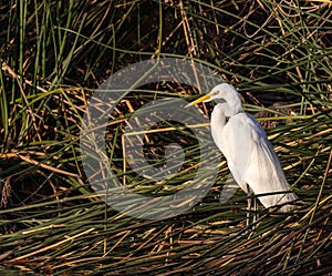 Great Egret