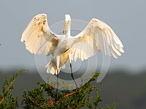 Great Egret Standing on Top of a Tree