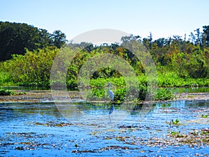 Great Egret stands along the bank of a florida river