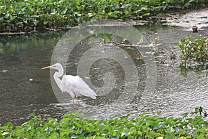 Great Egret stands majestically in the lush surroundings of Bellanwila Park in Sri Lanka