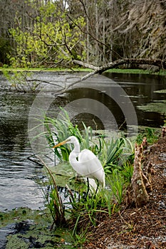 Great Egret stands near pond