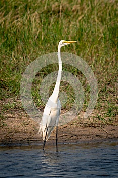 Great egret stands in shallows stretching neck