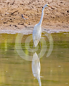 Great Egret stands tall with perfect reflection
