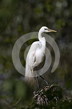 Great Egret stands on tree stump on Avery Island photo