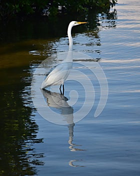 A Great Egret stays poised to strike