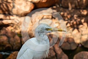 Great egret on a stone. Malaysia