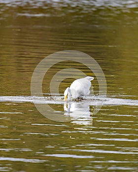 Great Egret strikes below the water