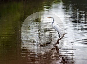 Great Egret on the stumps of bald cypress trees in Atchafalaya basin