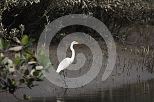 Great Egret in Sundarbans