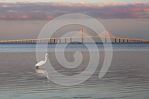Great Egret with the Sunshine Skyway Bridge in the background