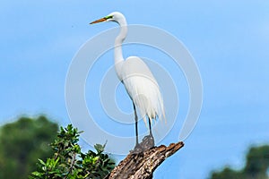 Great Egret Surveying at Venice, Florida Rookery